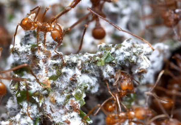 Atta cephalotes tending to their garden. Image credits: Alexander Wild.