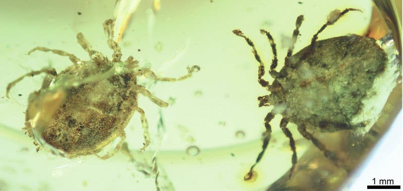 New ancient tick.