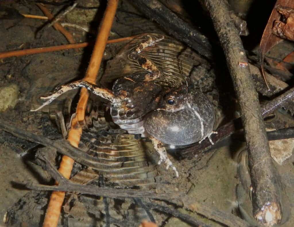 A calling male túngara frog with a large inflated vocal sac. Image credits: Adam Dunn.
