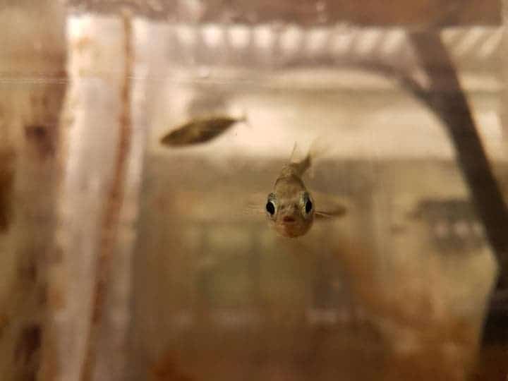 Pictured: one of Mary's offspring in the aquarium at School of Life Sciences, University of Nottingham. Credit: Laura Dean.