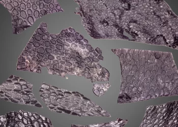 A visual collage of skin fossils described in the new study.  Image credits: Mooney et al.