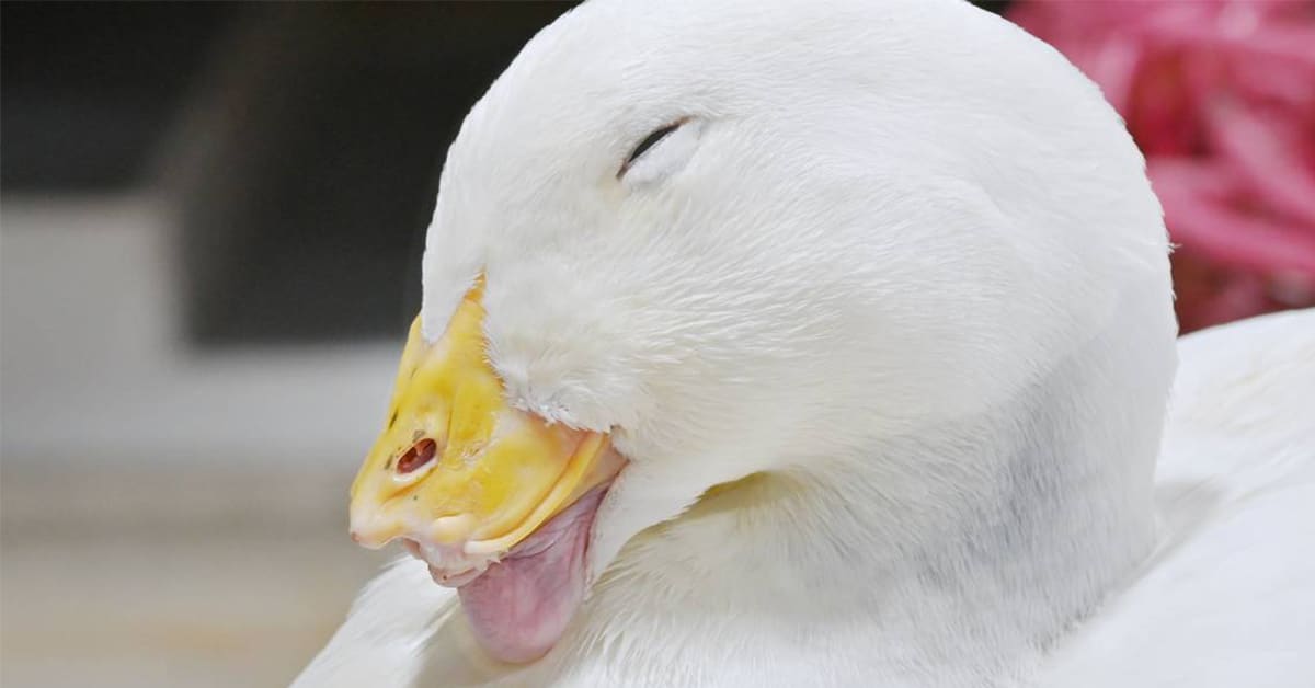 Polly the Duck