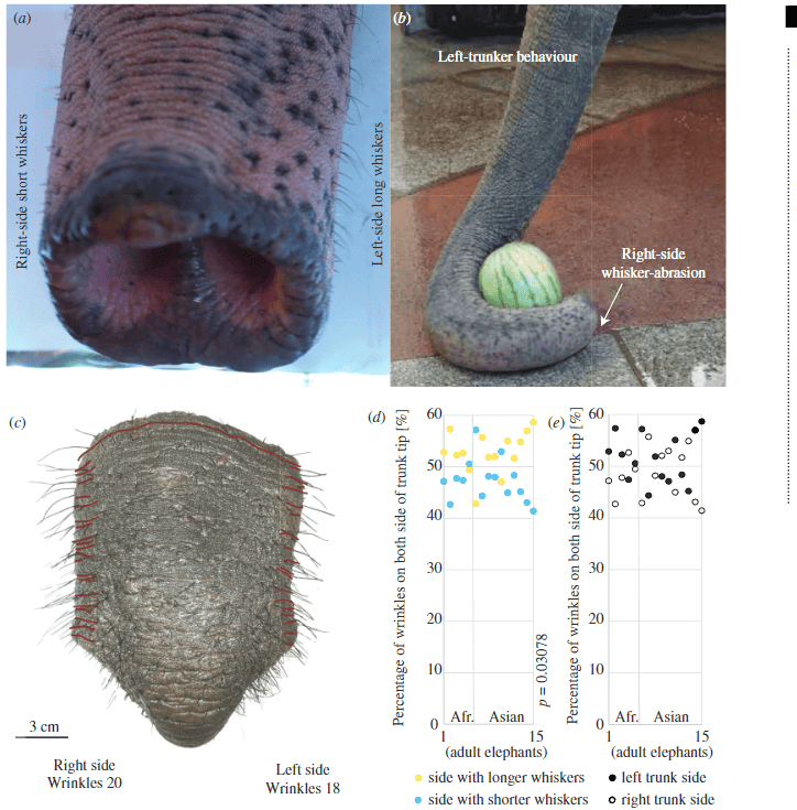 Left- and right-trunked elephants have more wrinkles on the left and right trunk sides